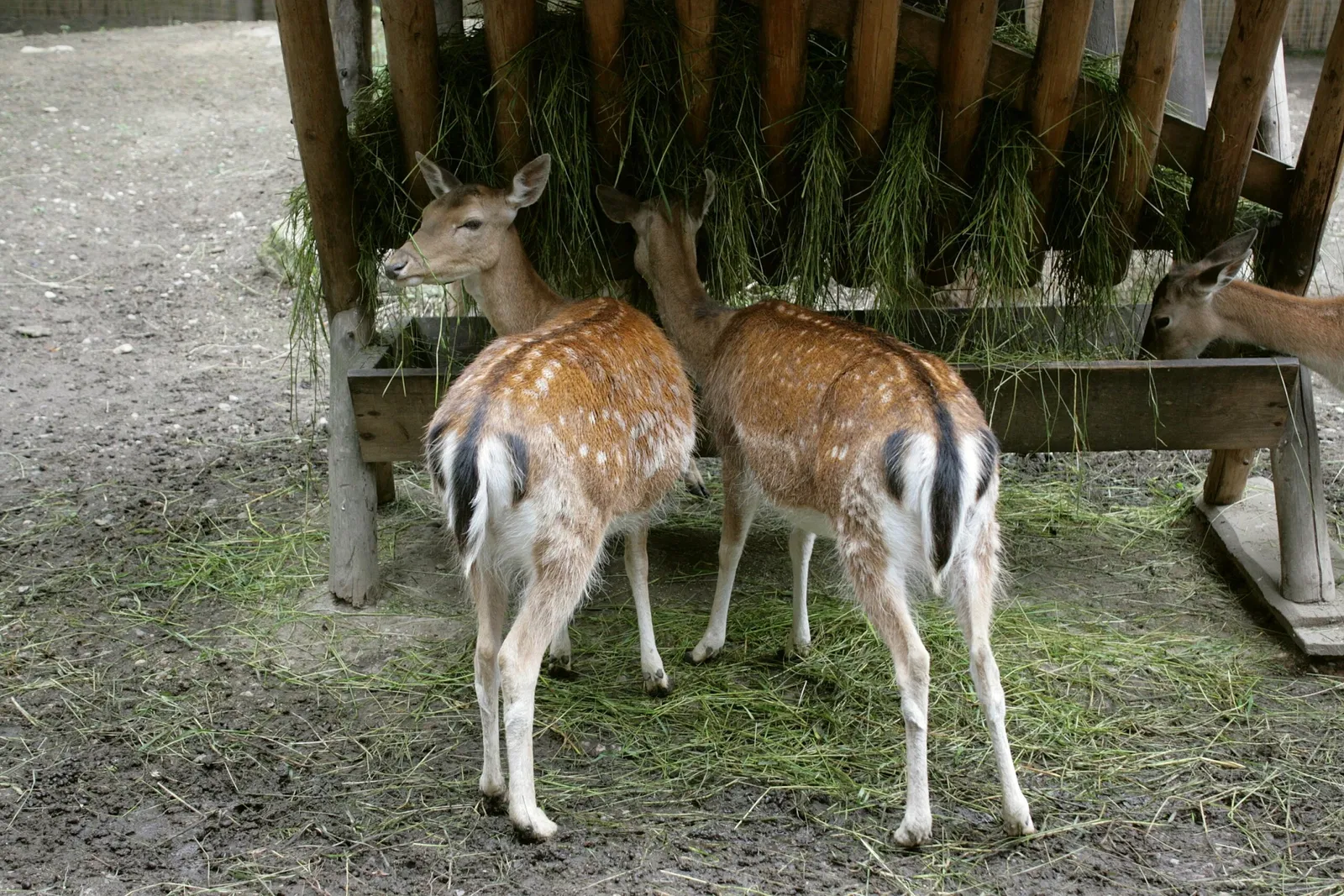 Görlitz Zoo