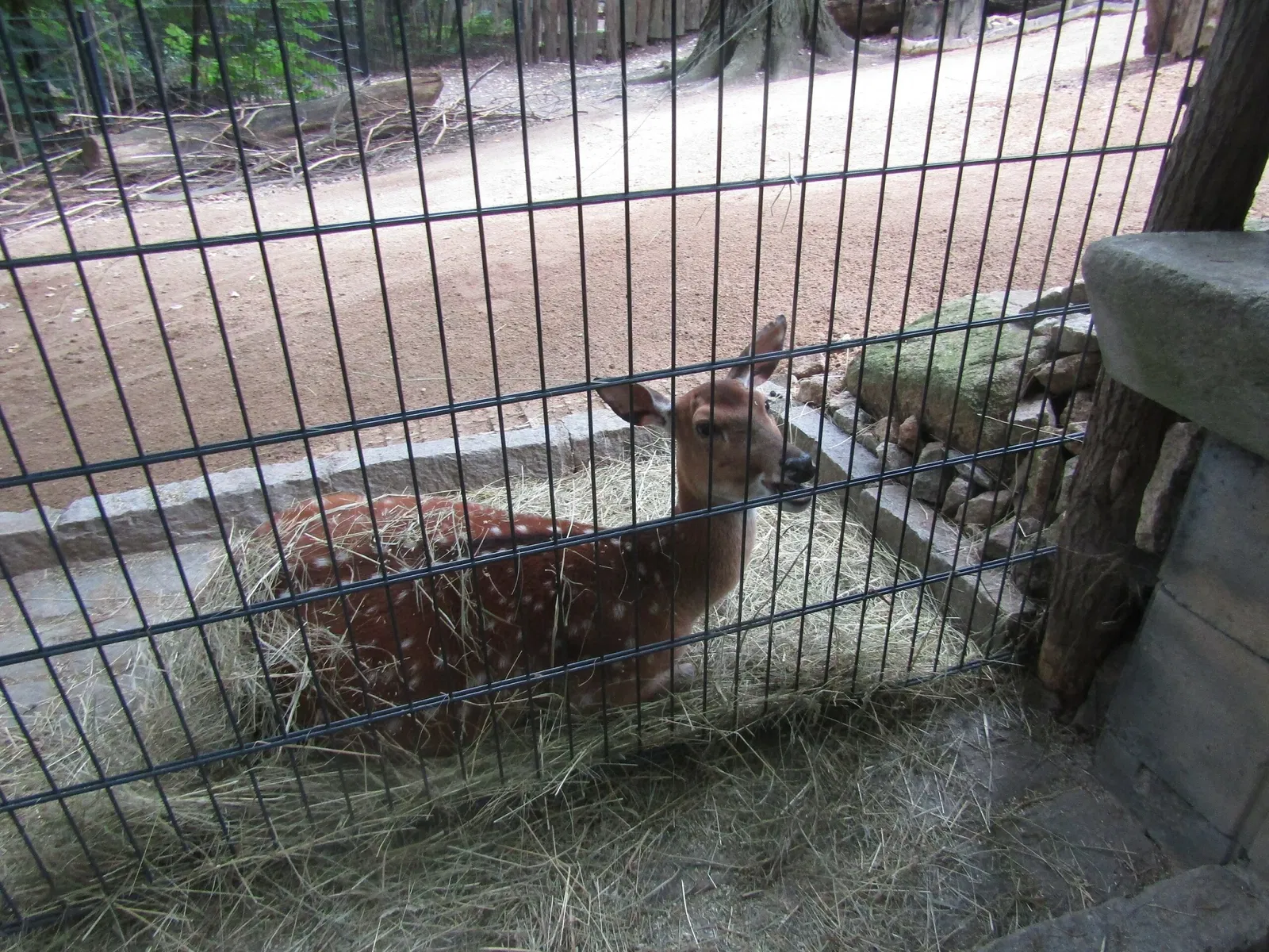Naturschutz-Tierpark Görlitz