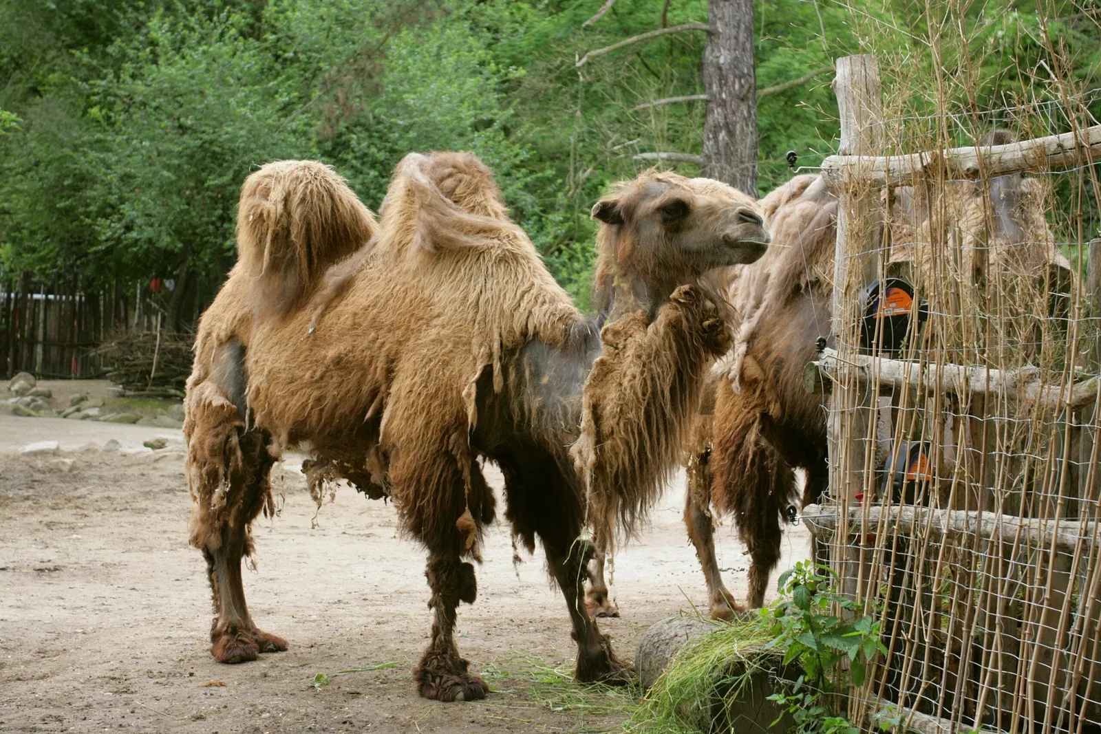 Naturschutz-Tierpark Görlitz