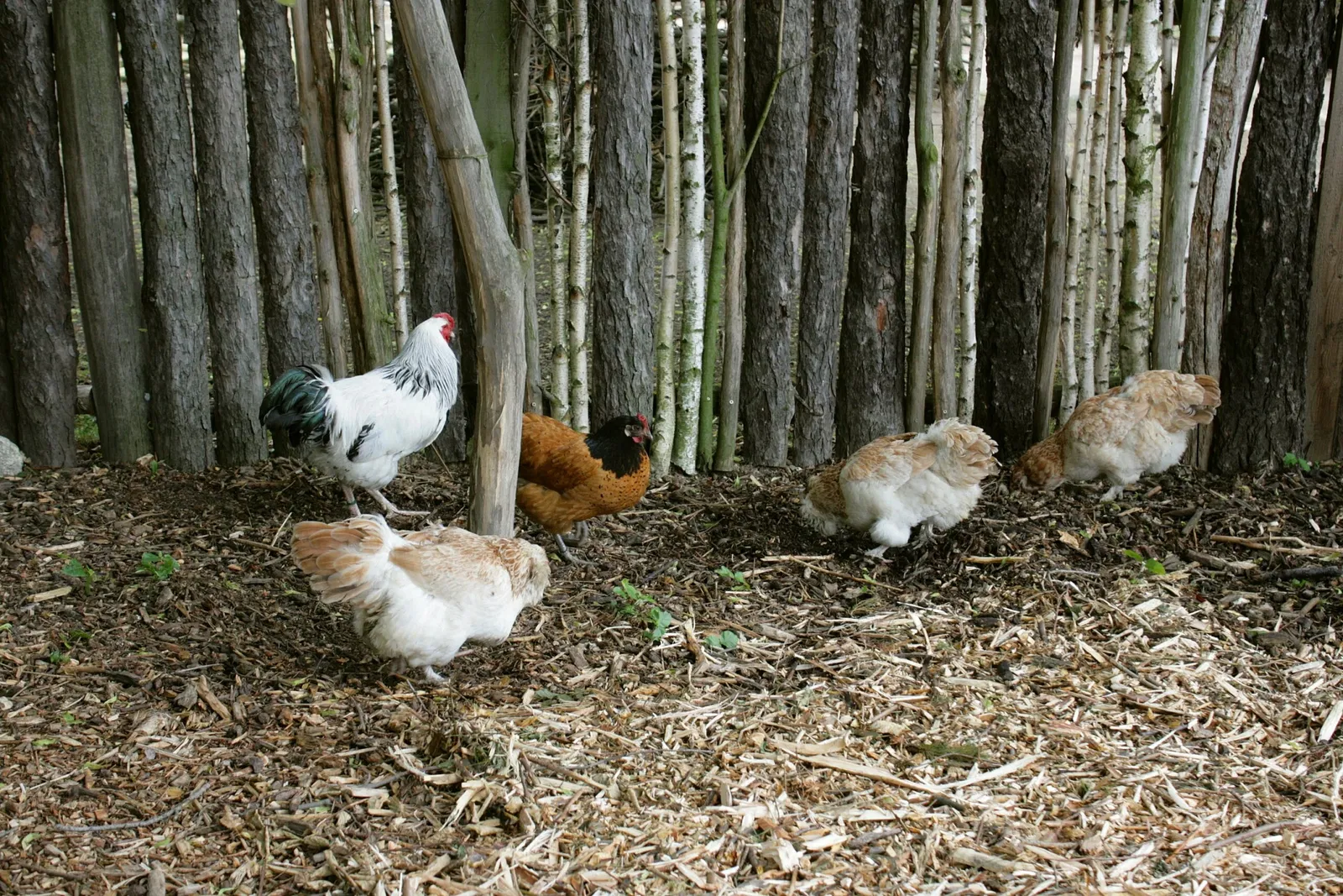 Naturschutz-Tierpark Görlitz