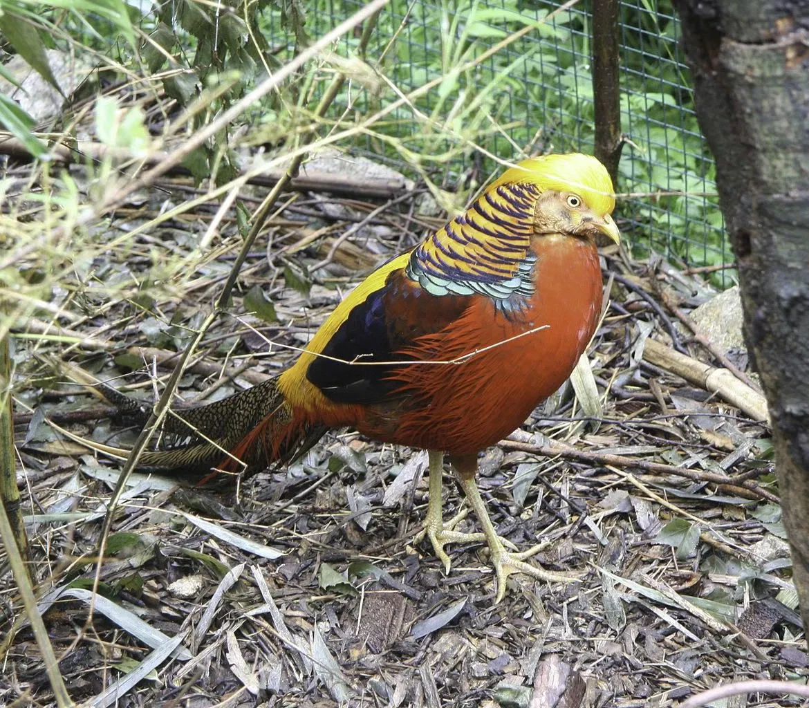 Naturschutz-Tierpark Görlitz