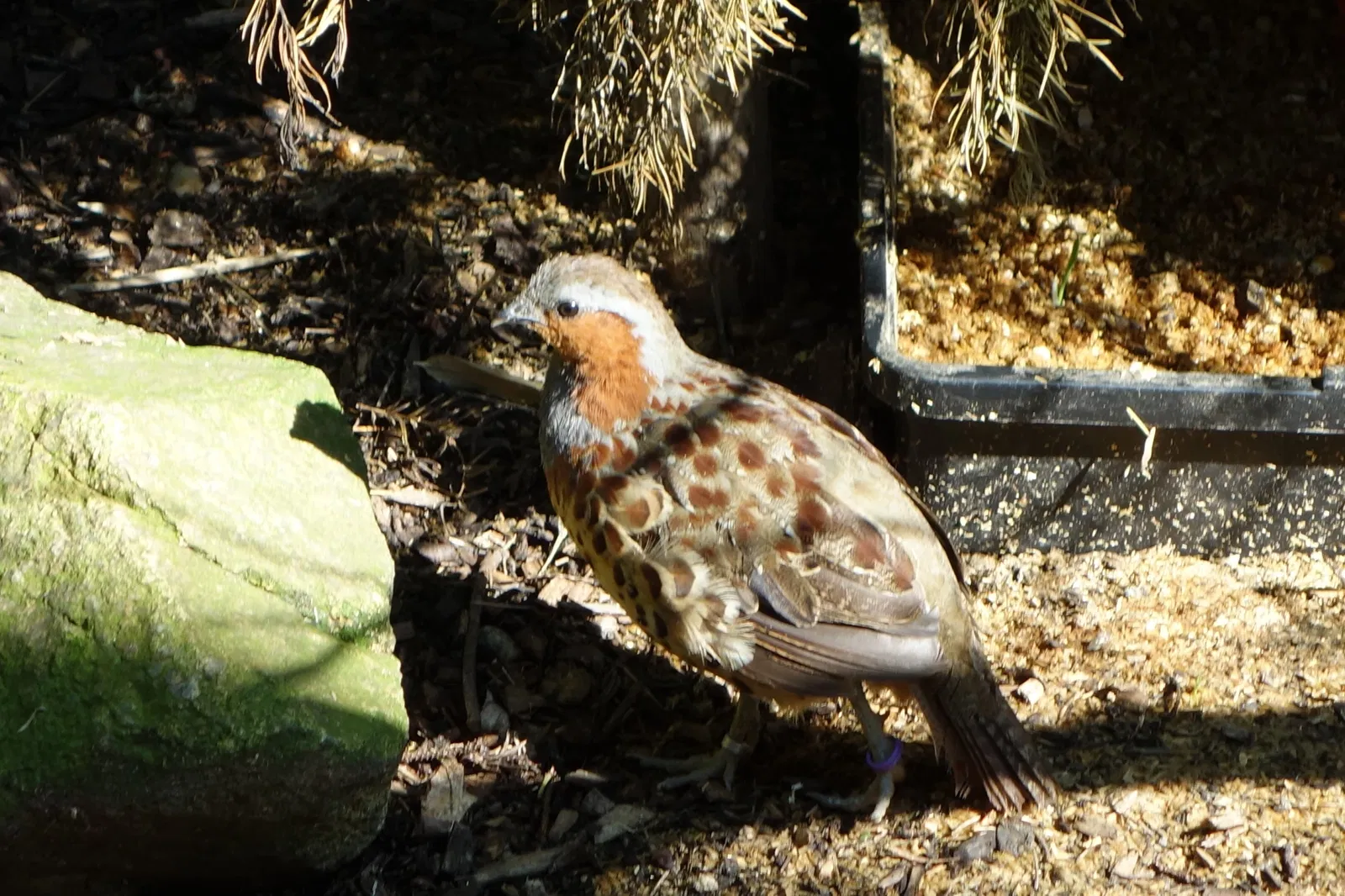 Naturschutz-Tierpark Görlitz