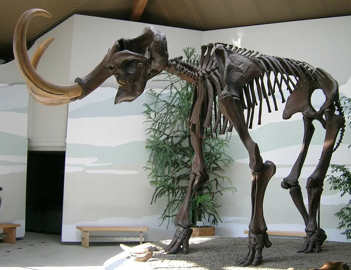 Naturkunde- und Mammut Museum Siegsdorf