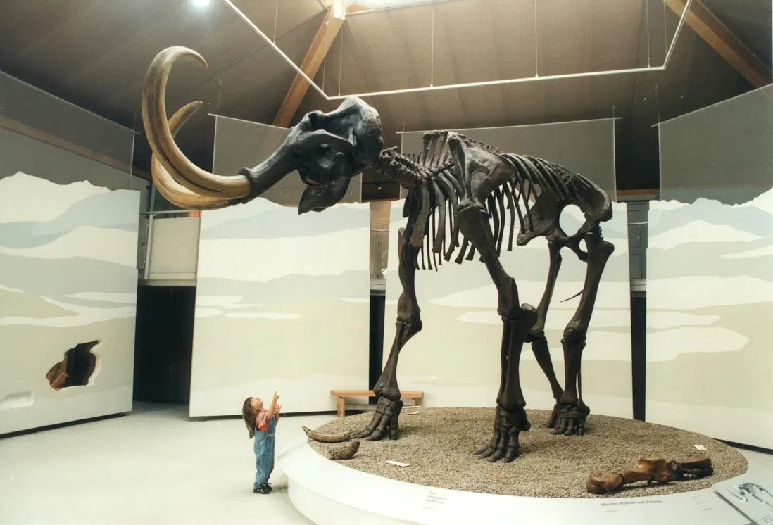 Naturkunde- und Mammut Museum Siegsdorf