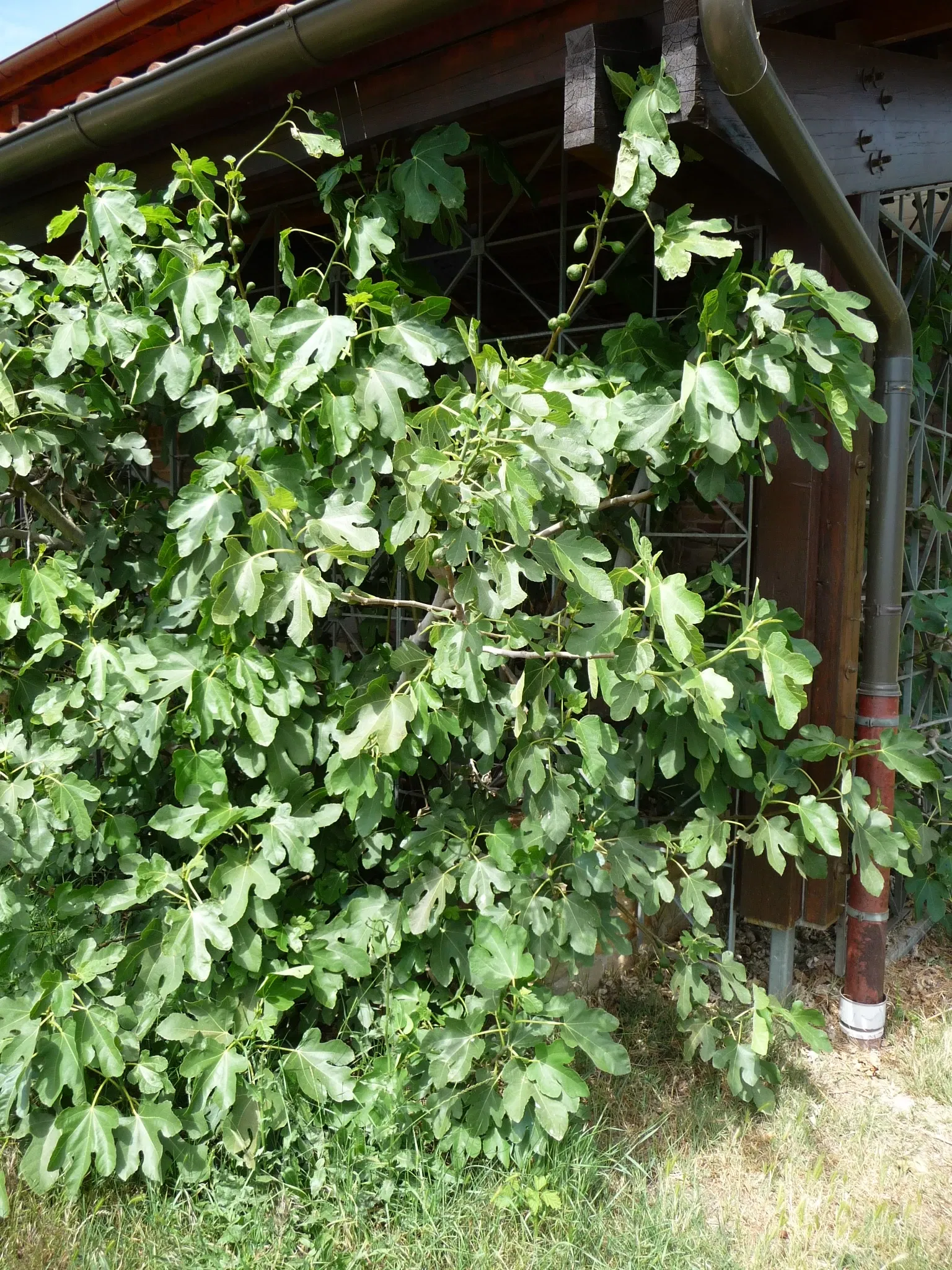 Römisches Weingut Weilberg