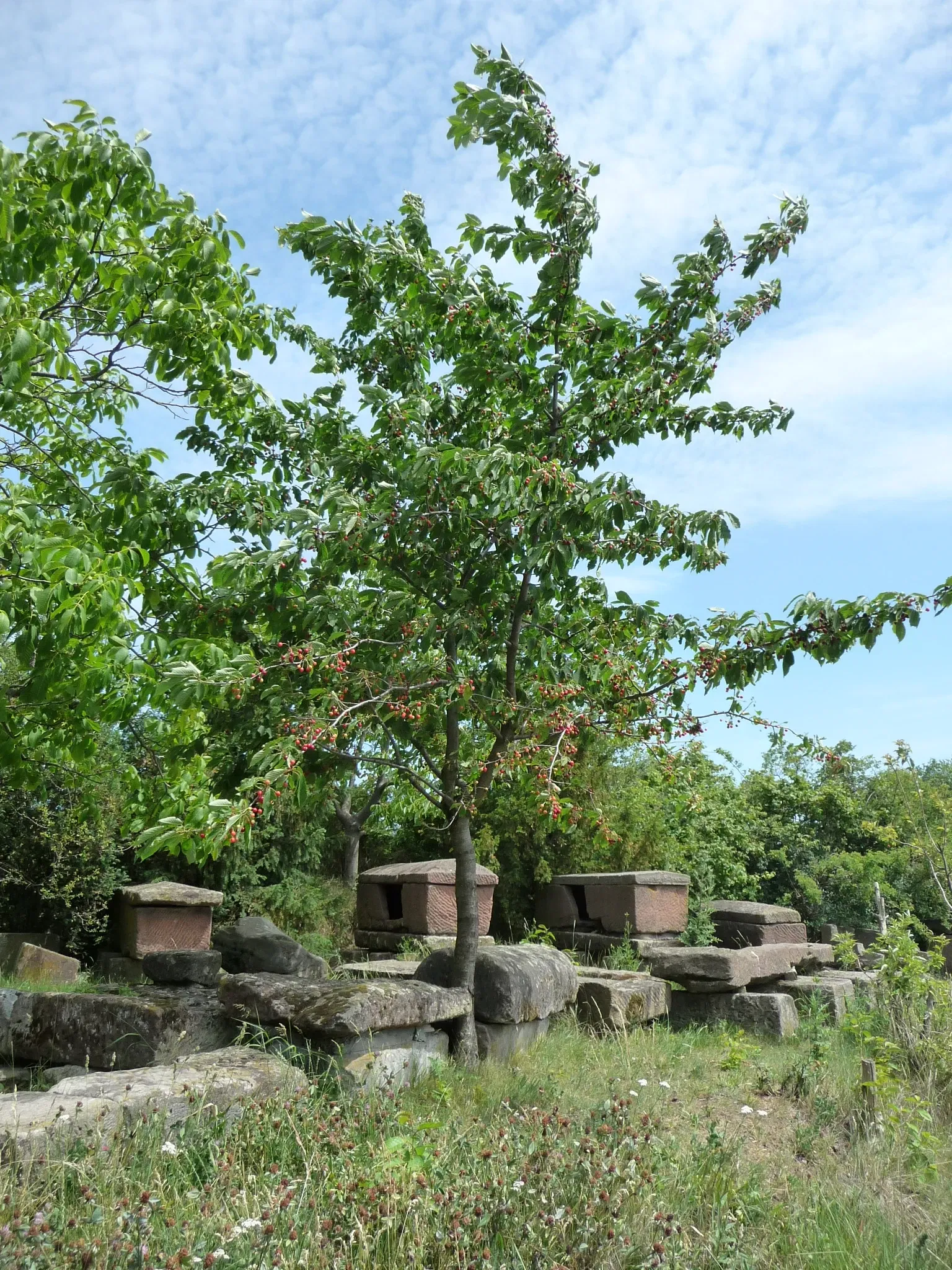 Römisches Weingut Weilberg
