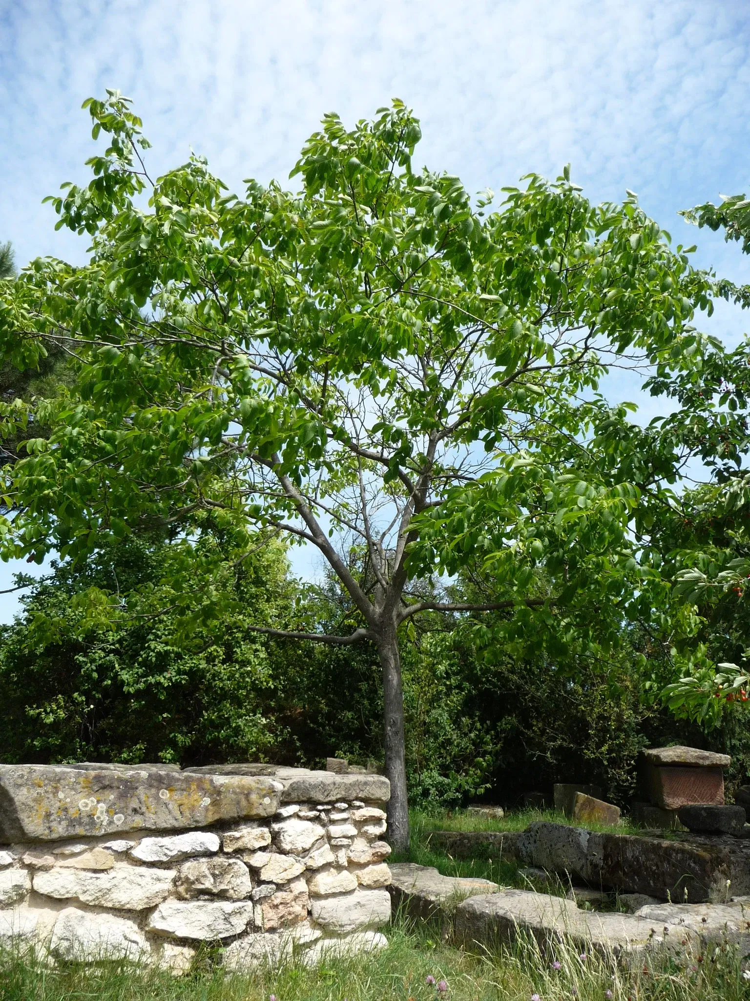 Römisches Weingut Weilberg