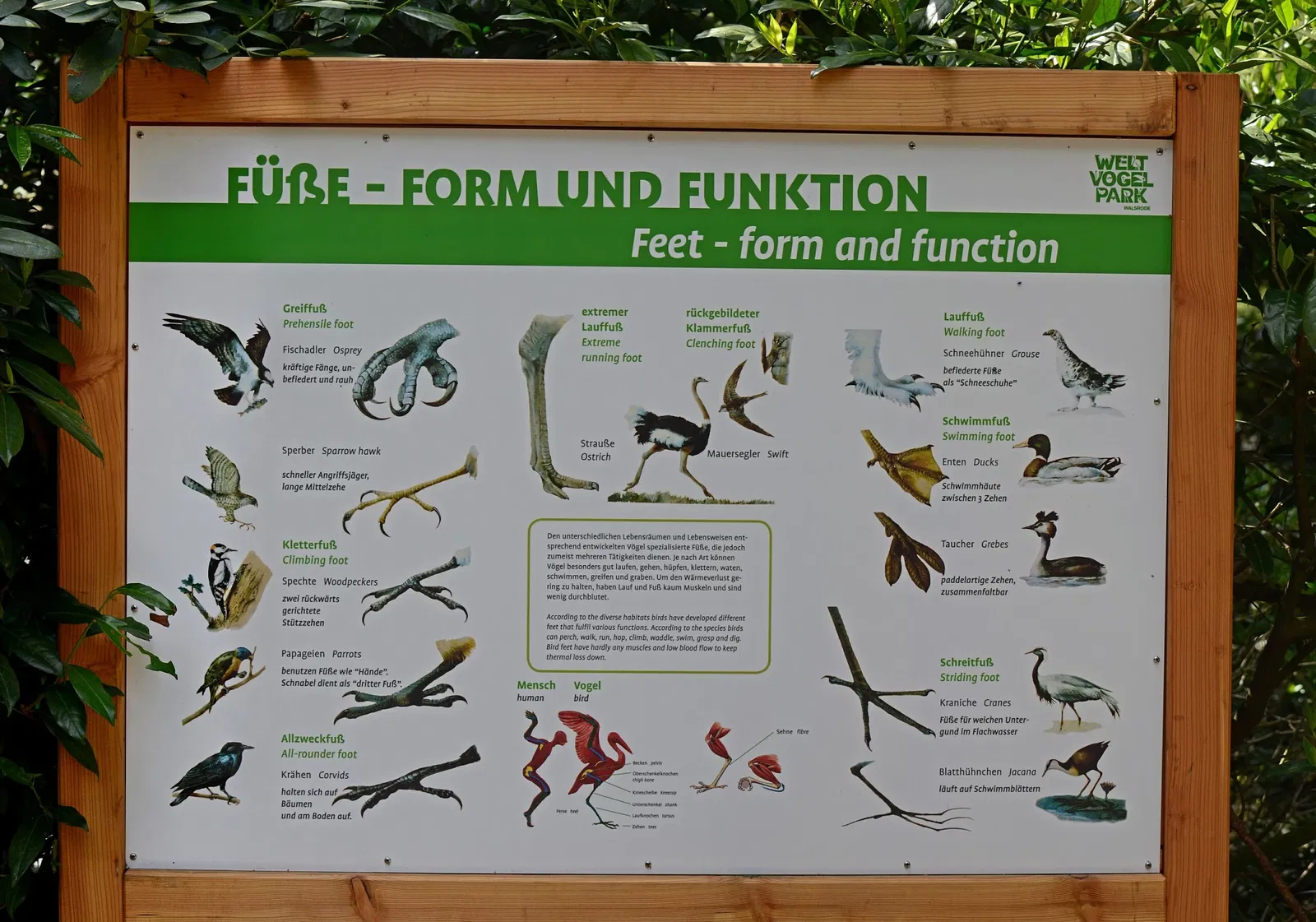 Parc ornithologique de Walsrode