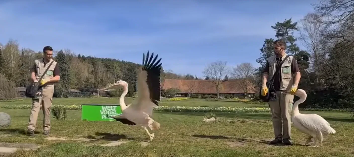 Parco ornitologico di Walsrode