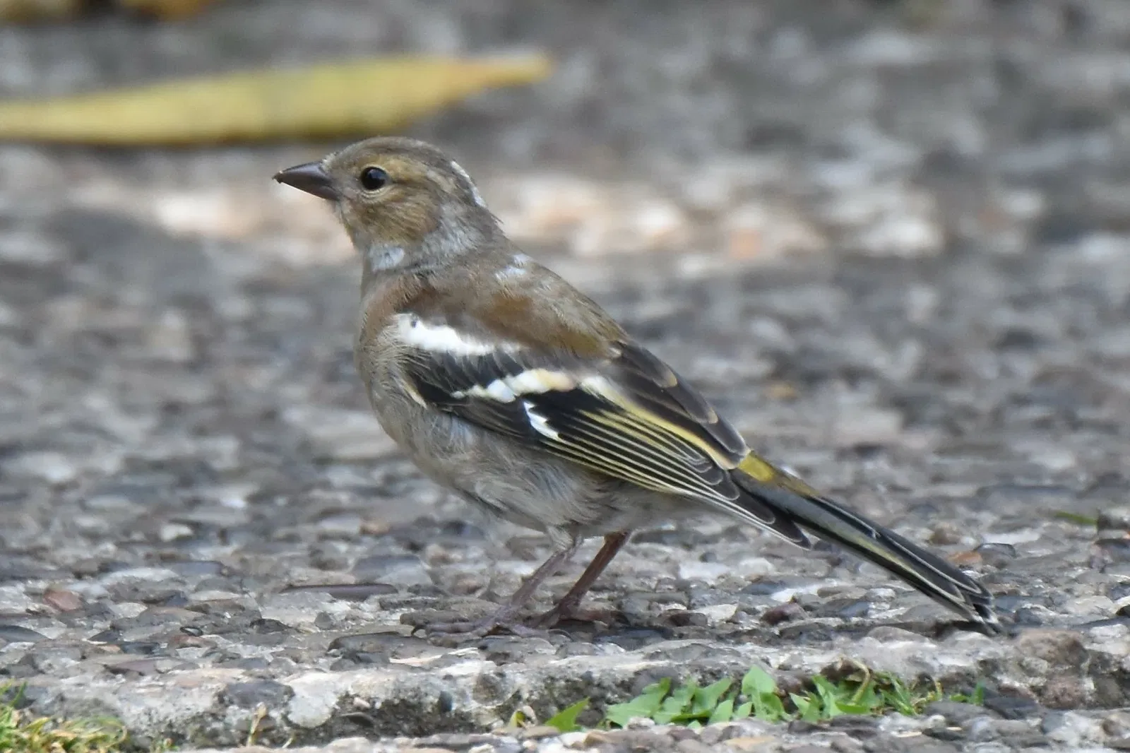 Weltvogelpark Walsrode