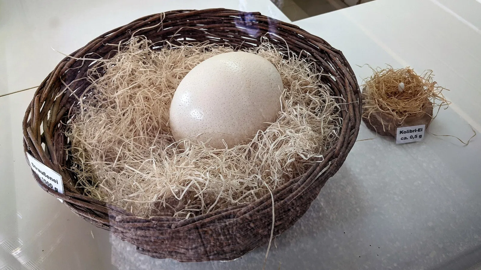 Parco ornitologico di Walsrode