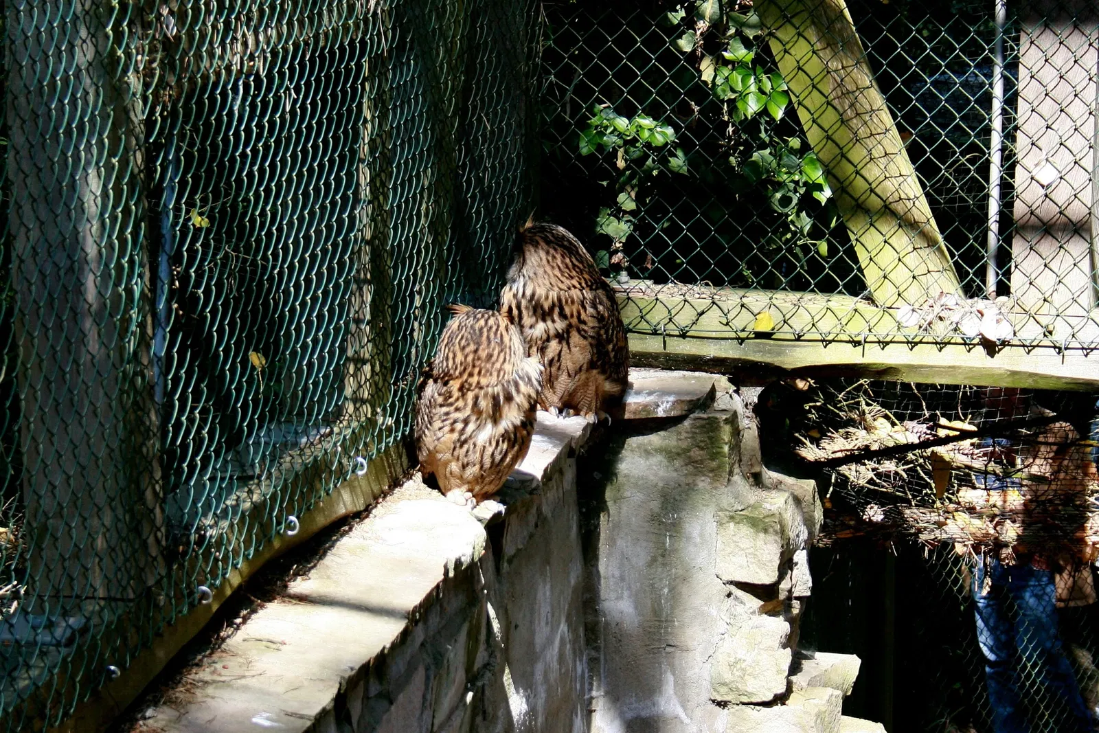 Parc ornithologique de Walsrode