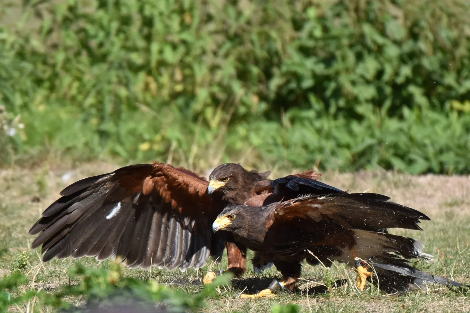 Weltvogelpark Walsrode