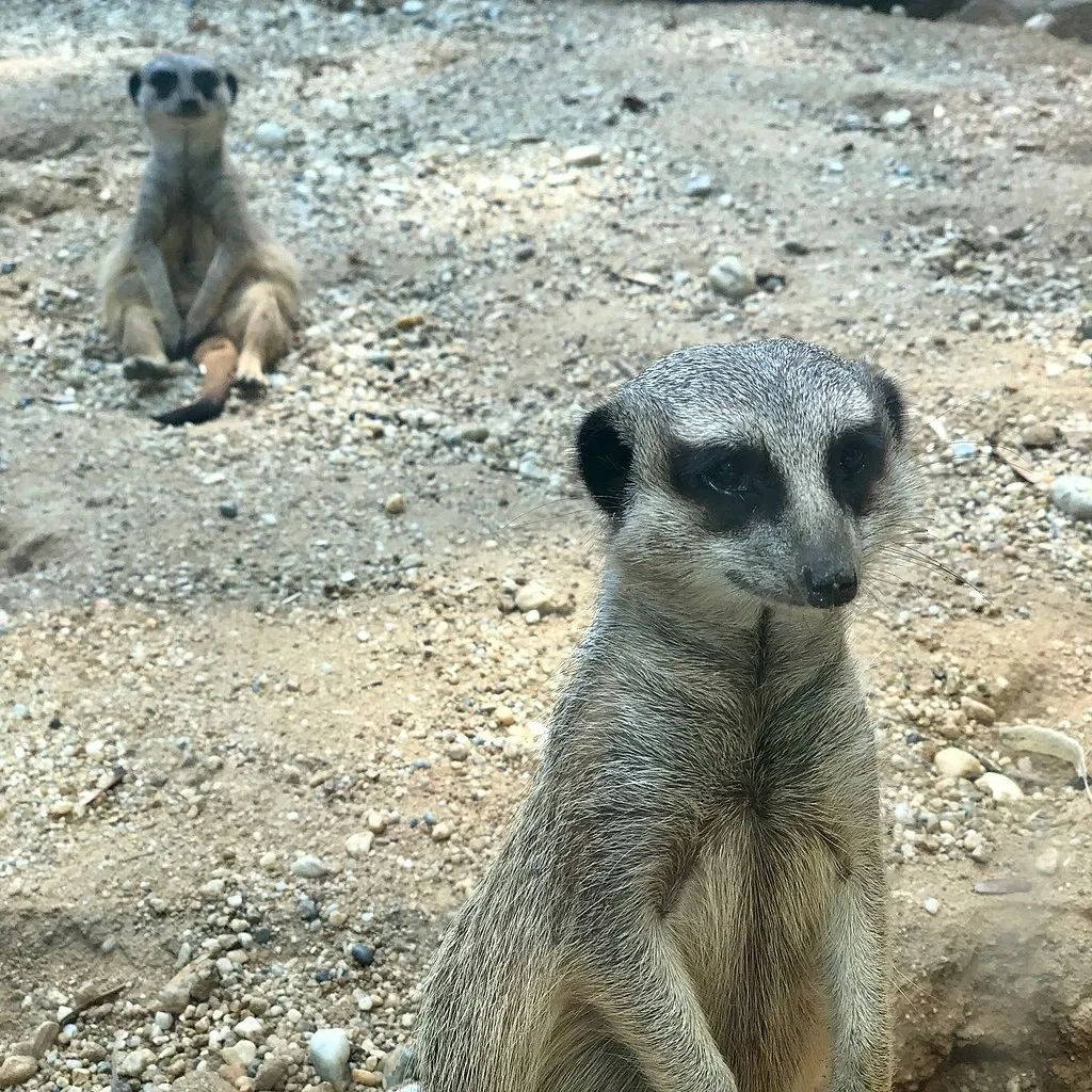Jardin zoologique de Straubing