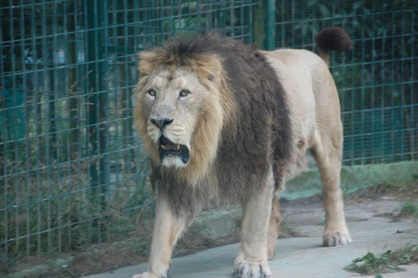 Zoo de Santillana