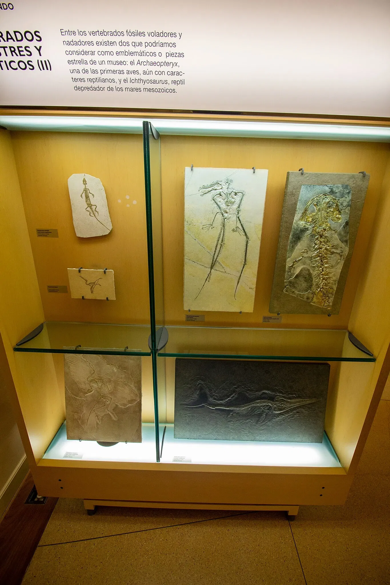 Museum of Nature and Archaeology