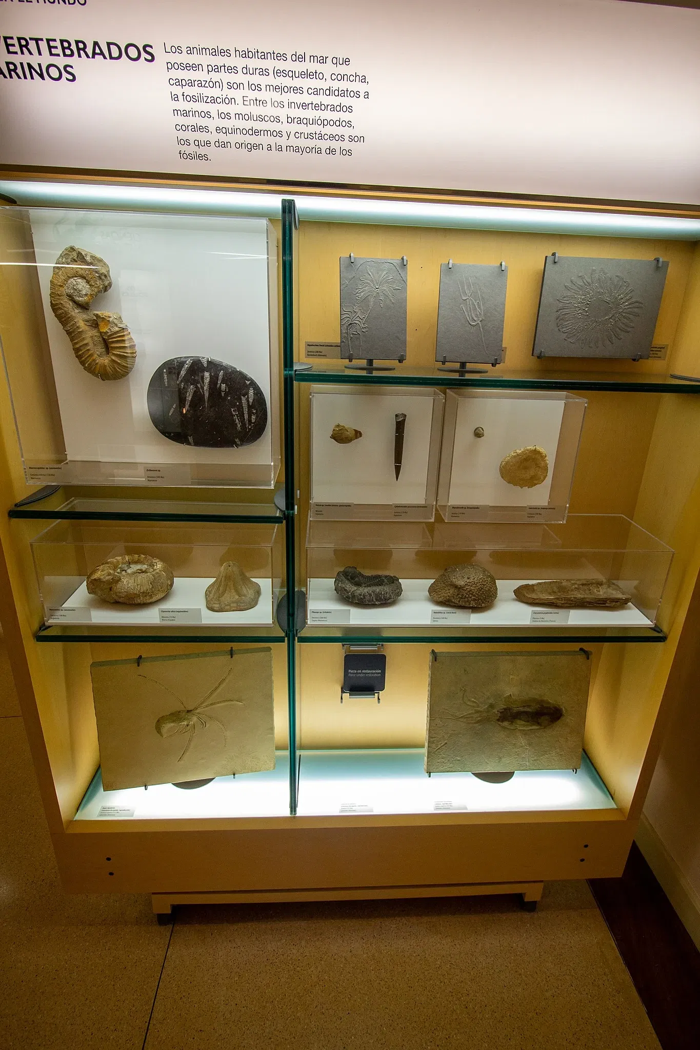 Museum of Nature and Archaeology
