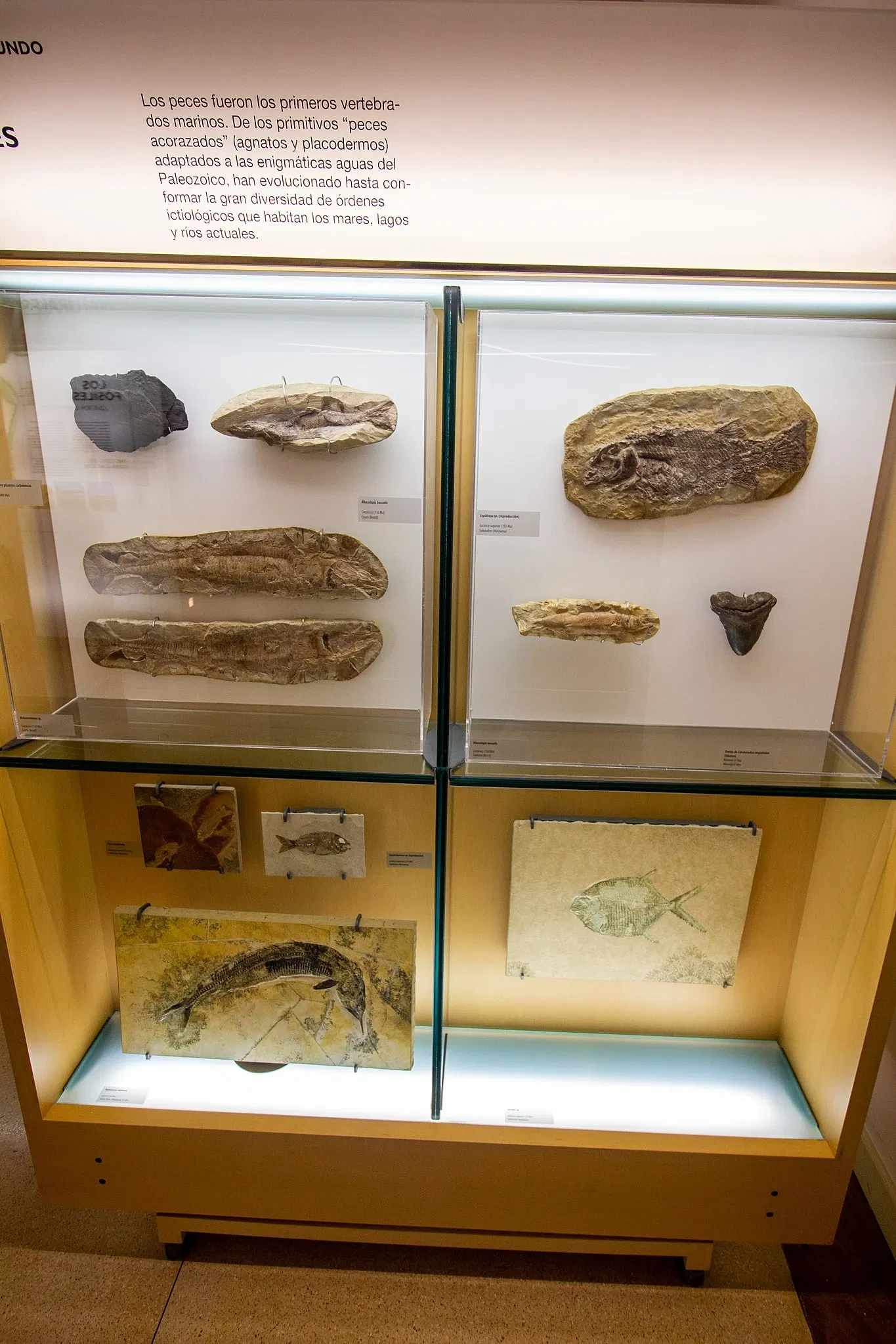 Museo de Naturaleza y Arqueología