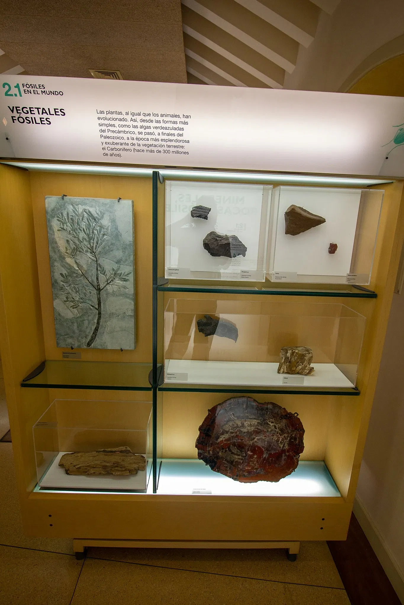 Museum of Nature and Archaeology