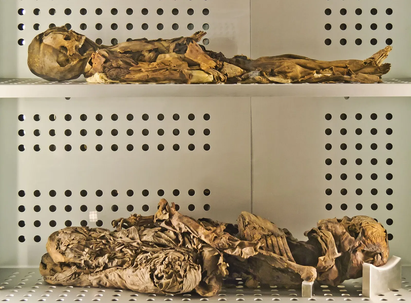 Musée de la Nature et de l'Homme