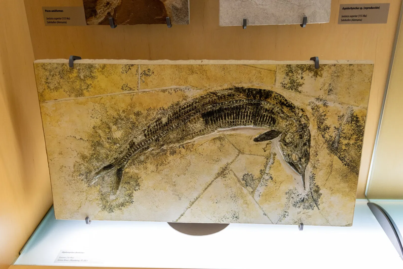 Museo della natura e dell'uomo