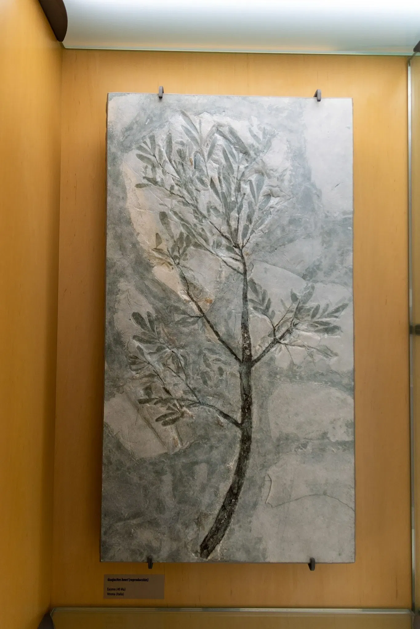 Museum of Nature and Archaeology