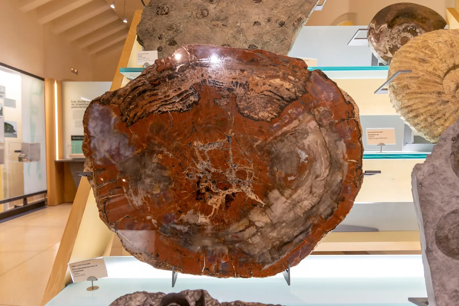 Museum of Nature and Archaeology