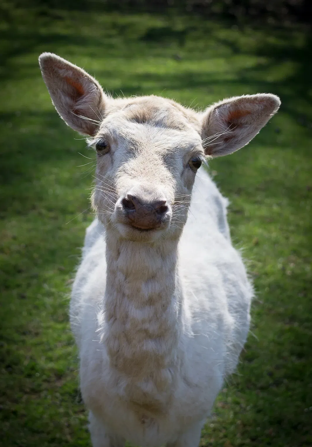 Naturwildpark Freisen