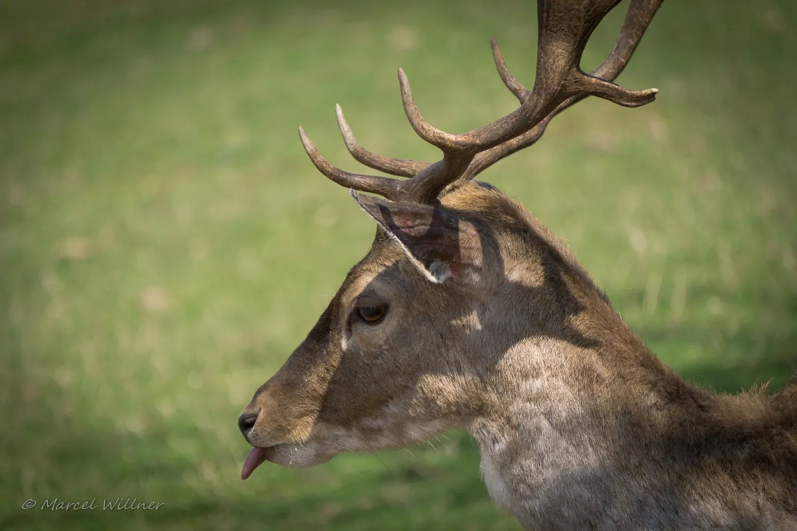 Naturwildpark Freisen