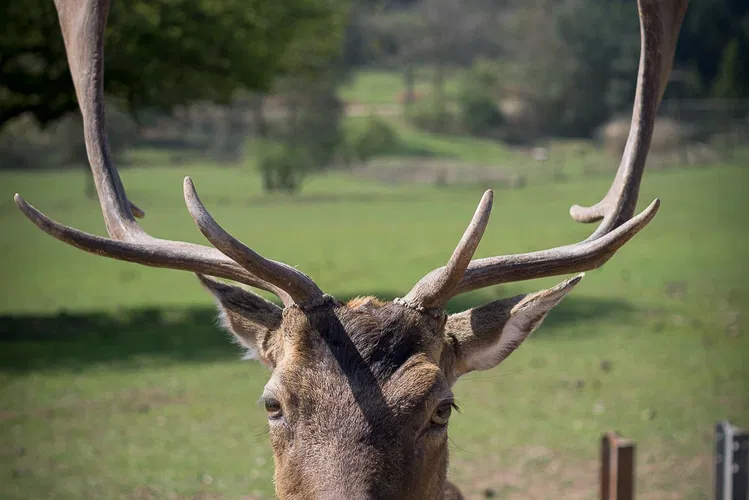 Naturwildpark Freisen