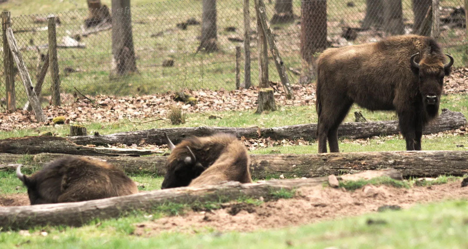 Betzenberg Wildlife Park