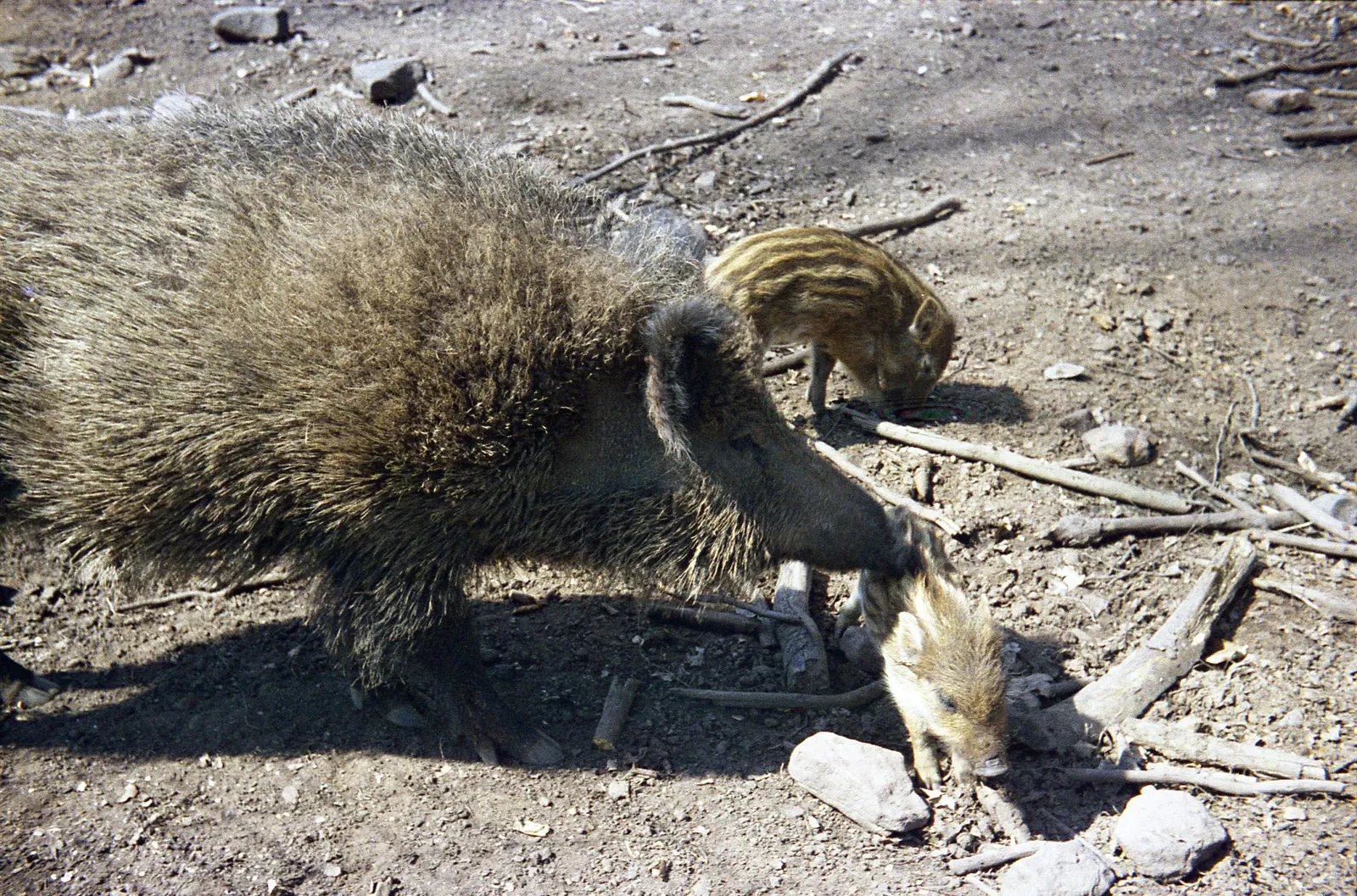 Betzenberg Wildlife Park