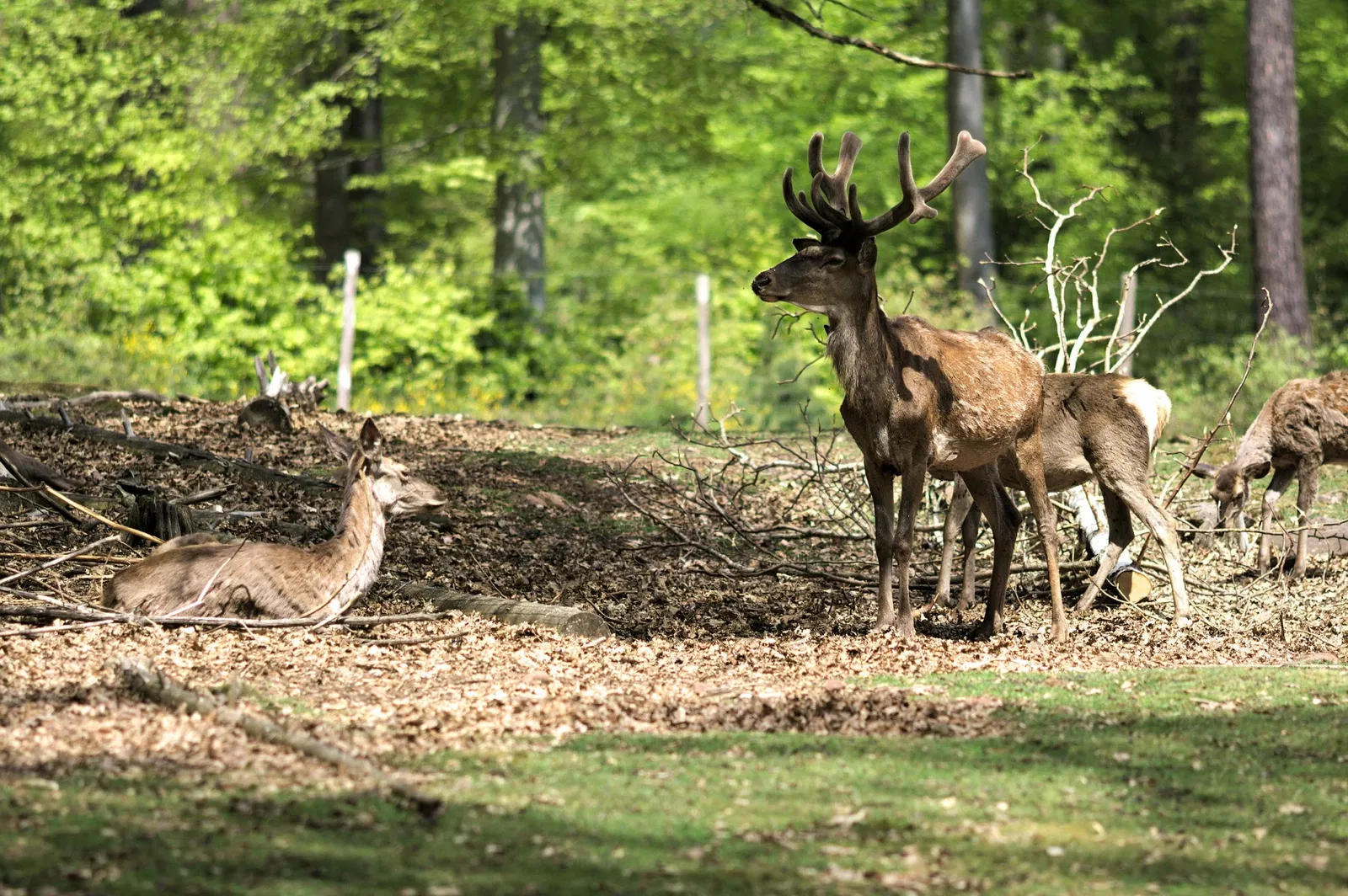 Betzenberg Wildlife Park