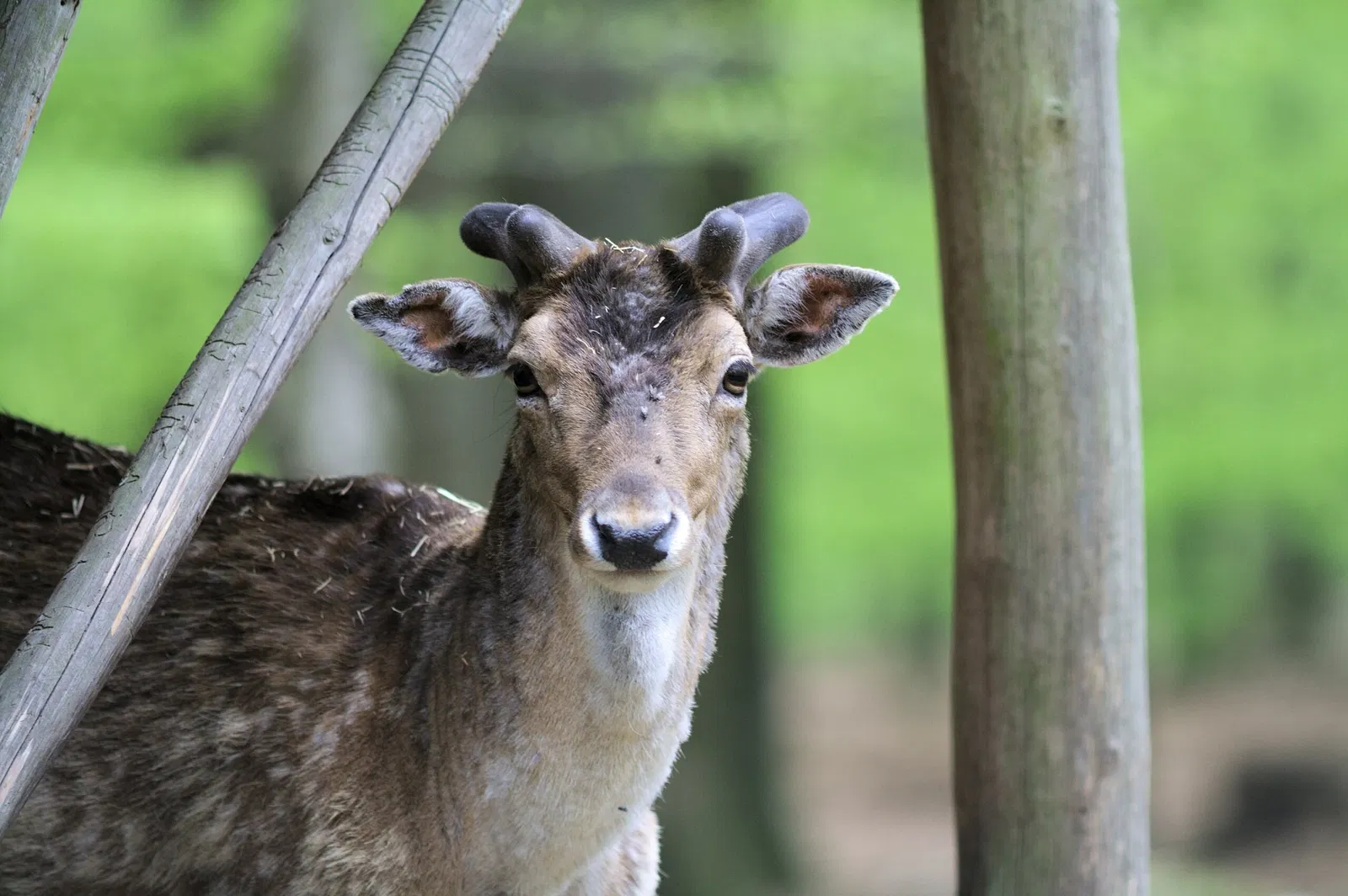 Wildpark Betzenberg
