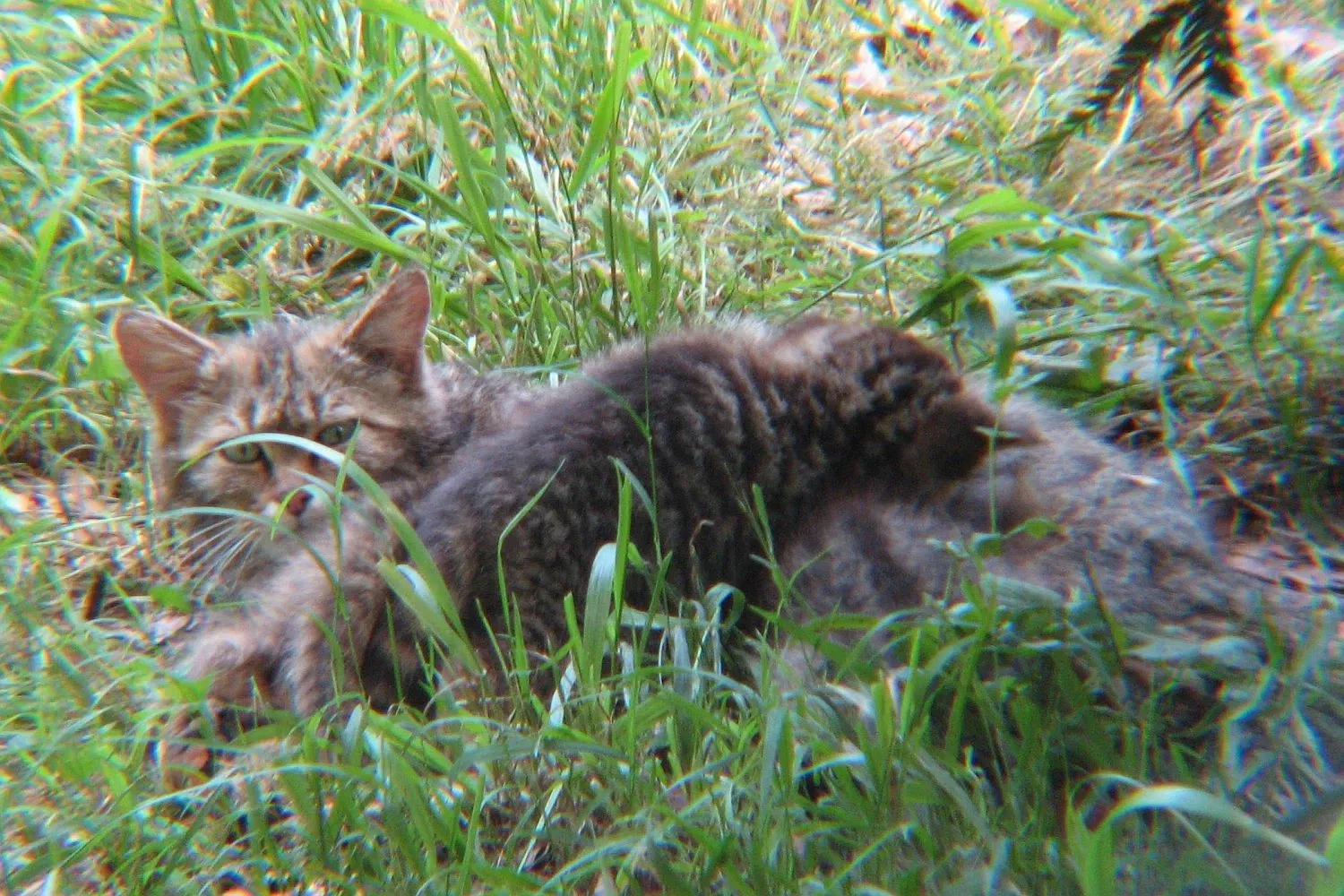 Wildpark Tiergarten Weilburg