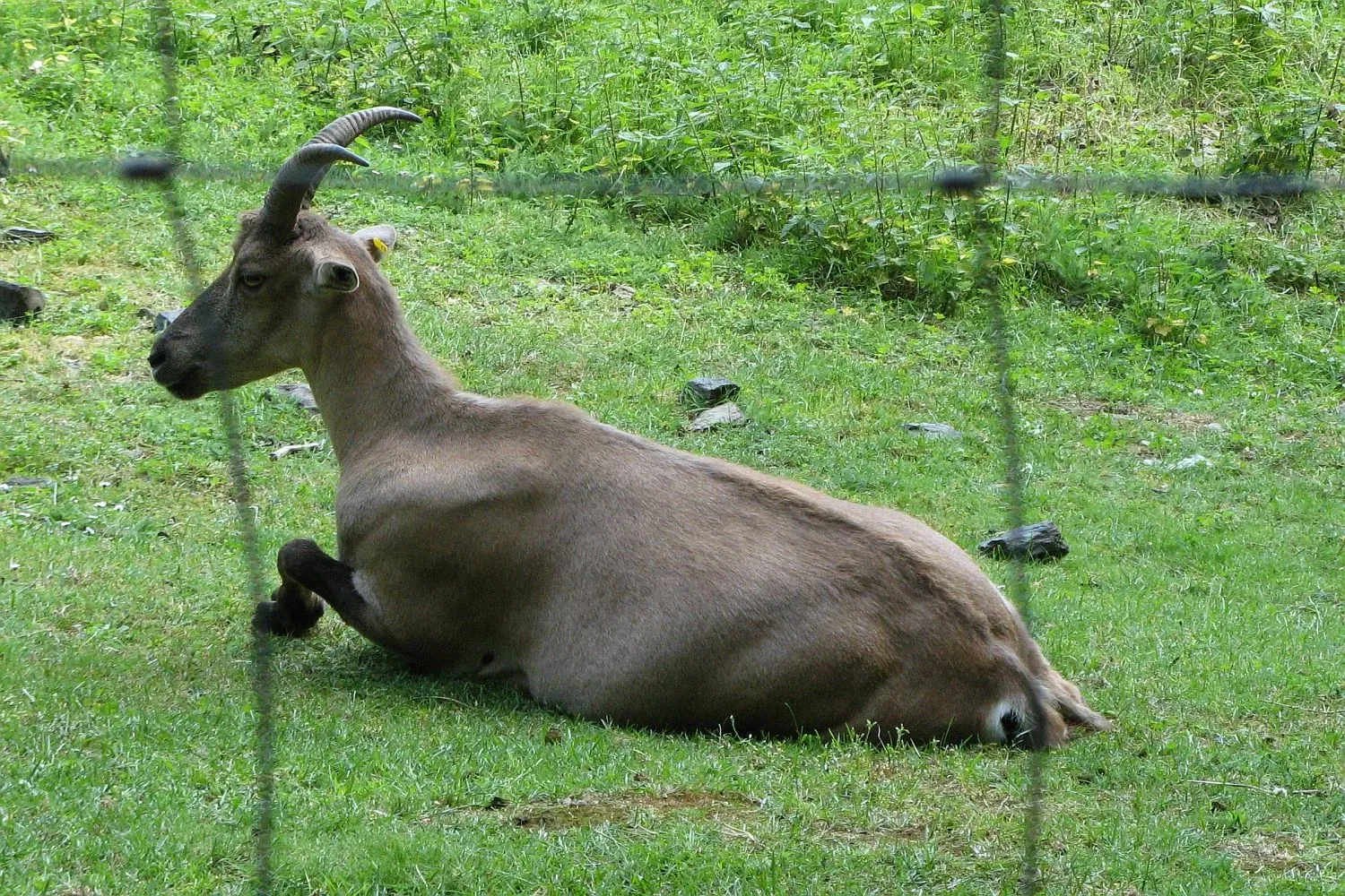 Wildpark Tiergarten Weilburg