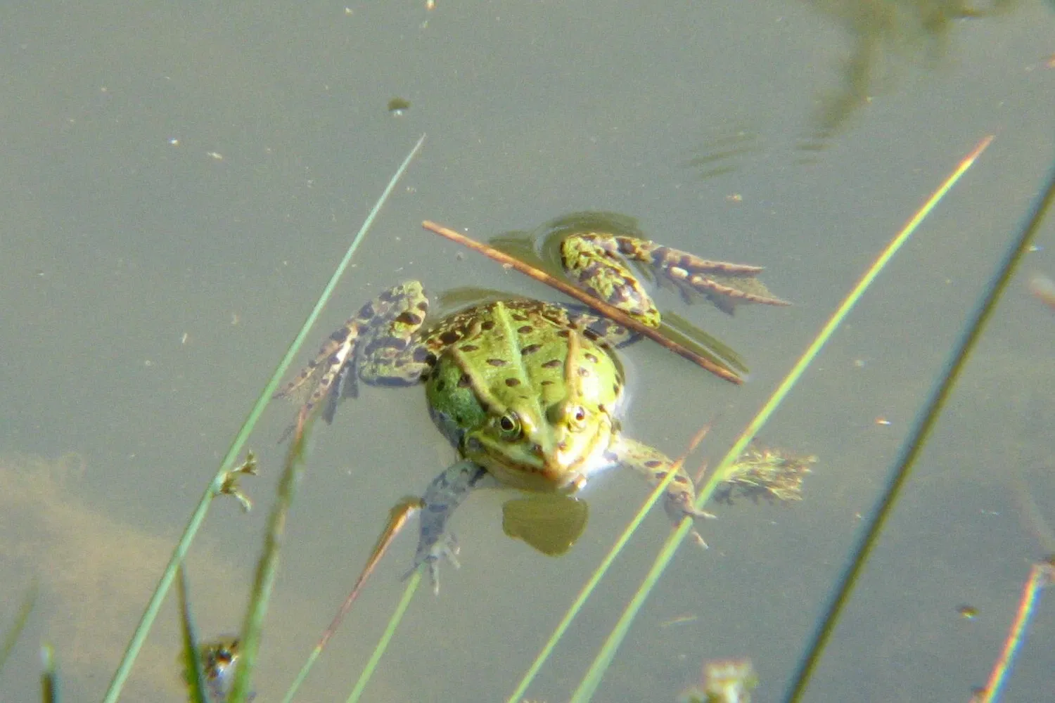 Wildpark Tiergarten Weilburg