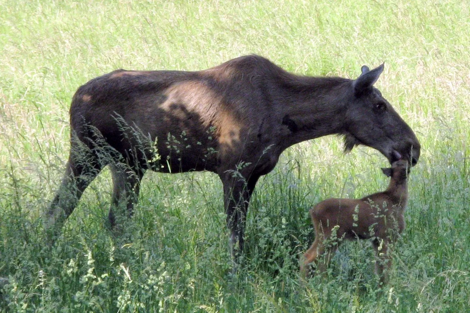 Wildpark Tiergarten Weilburg
