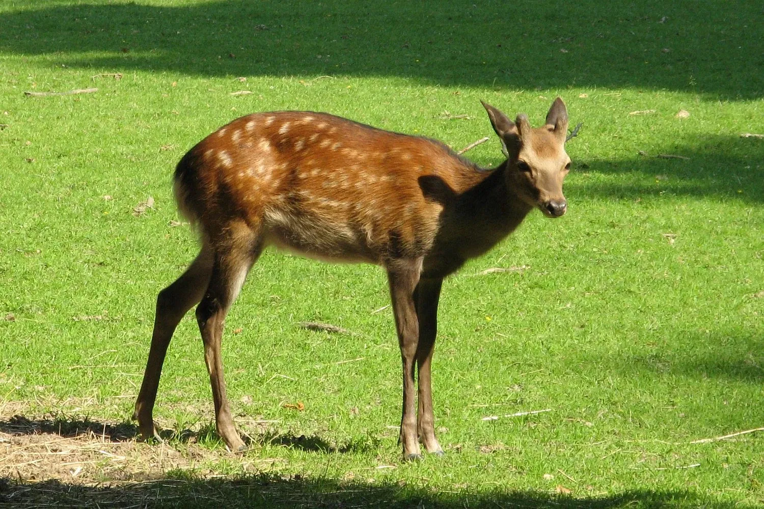 Wildpark Tiergarten Weilburg