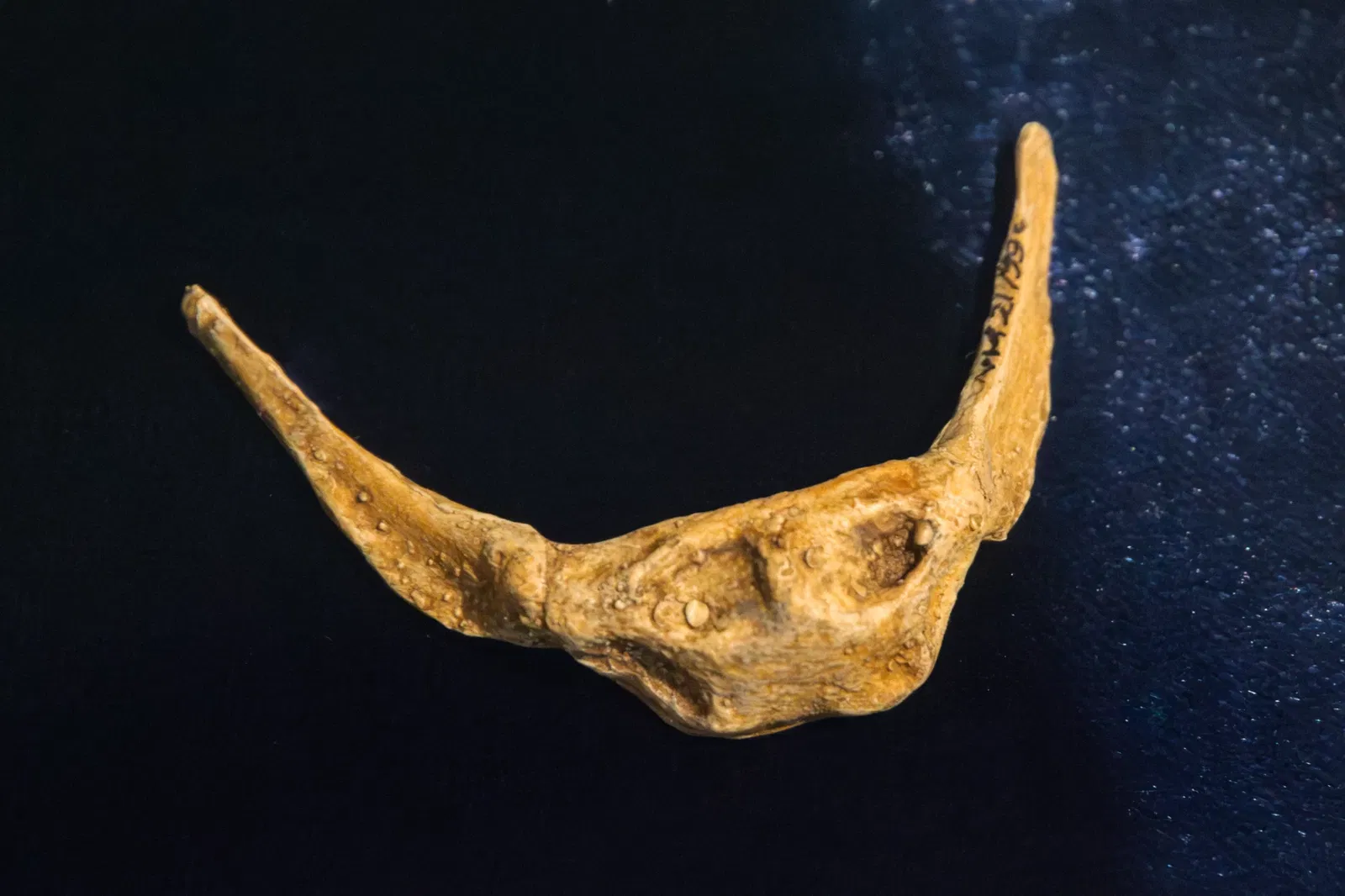 Museo de Neanderthal