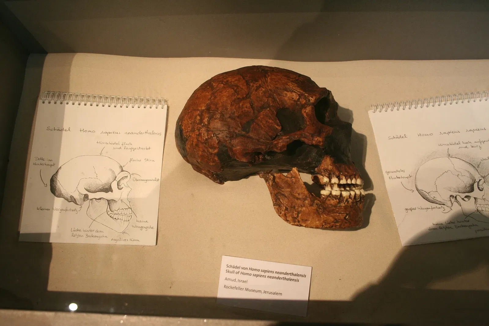 Museo de Neanderthal