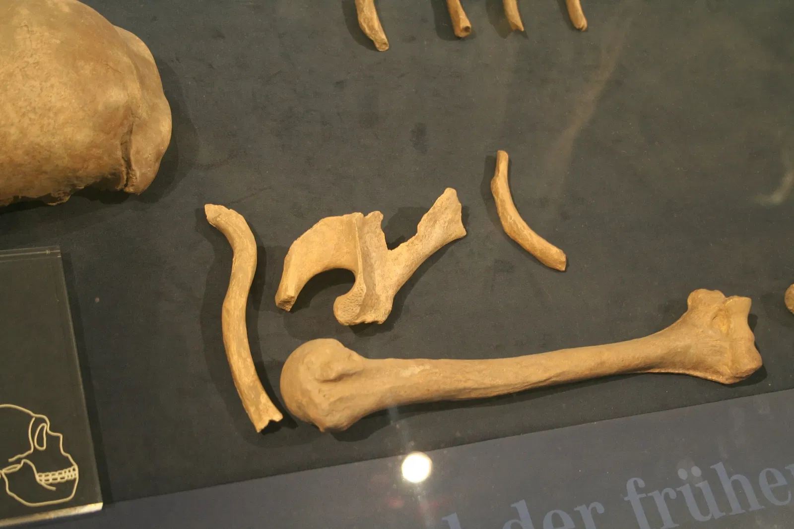 Museo de Neanderthal