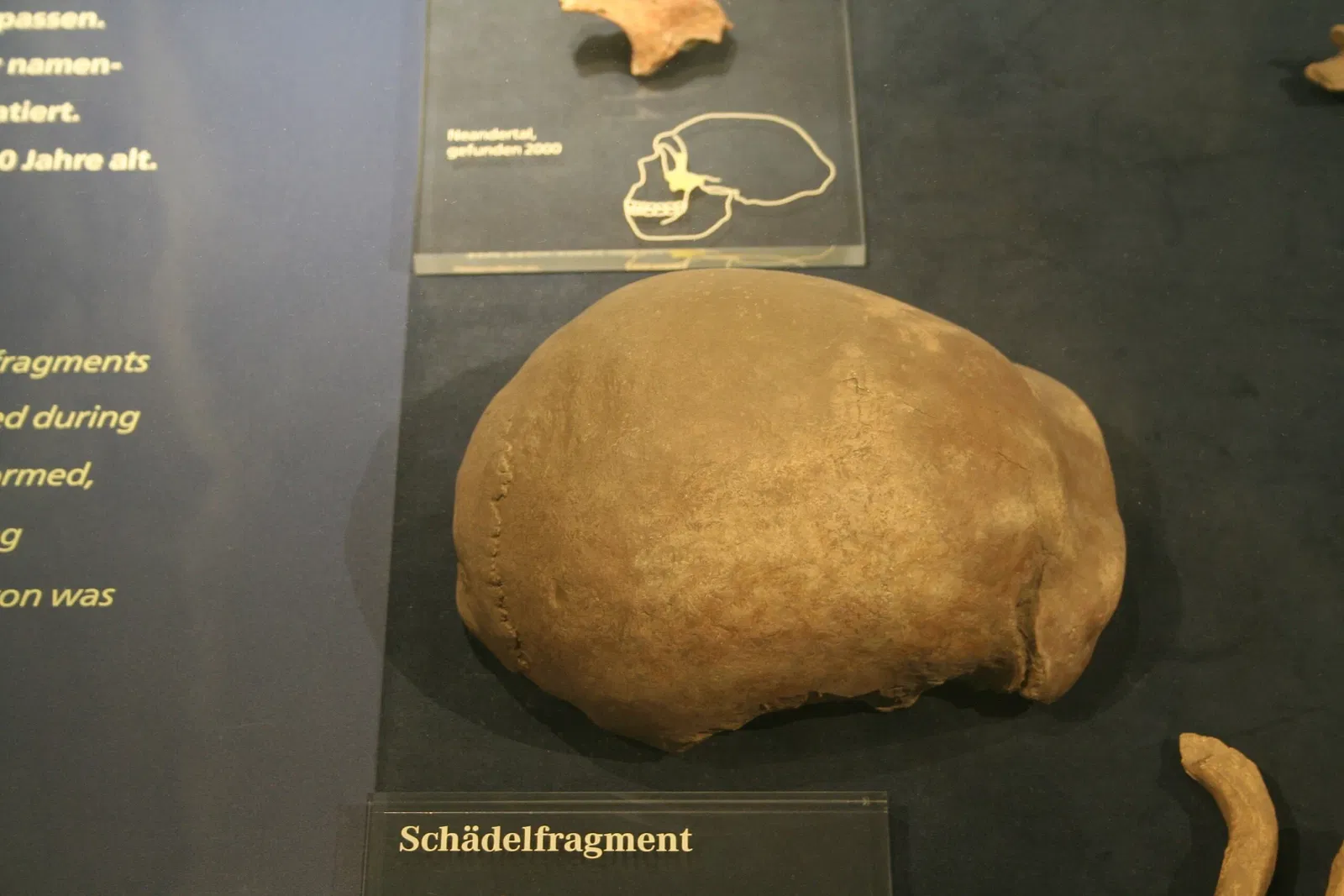 Museo de Neanderthal