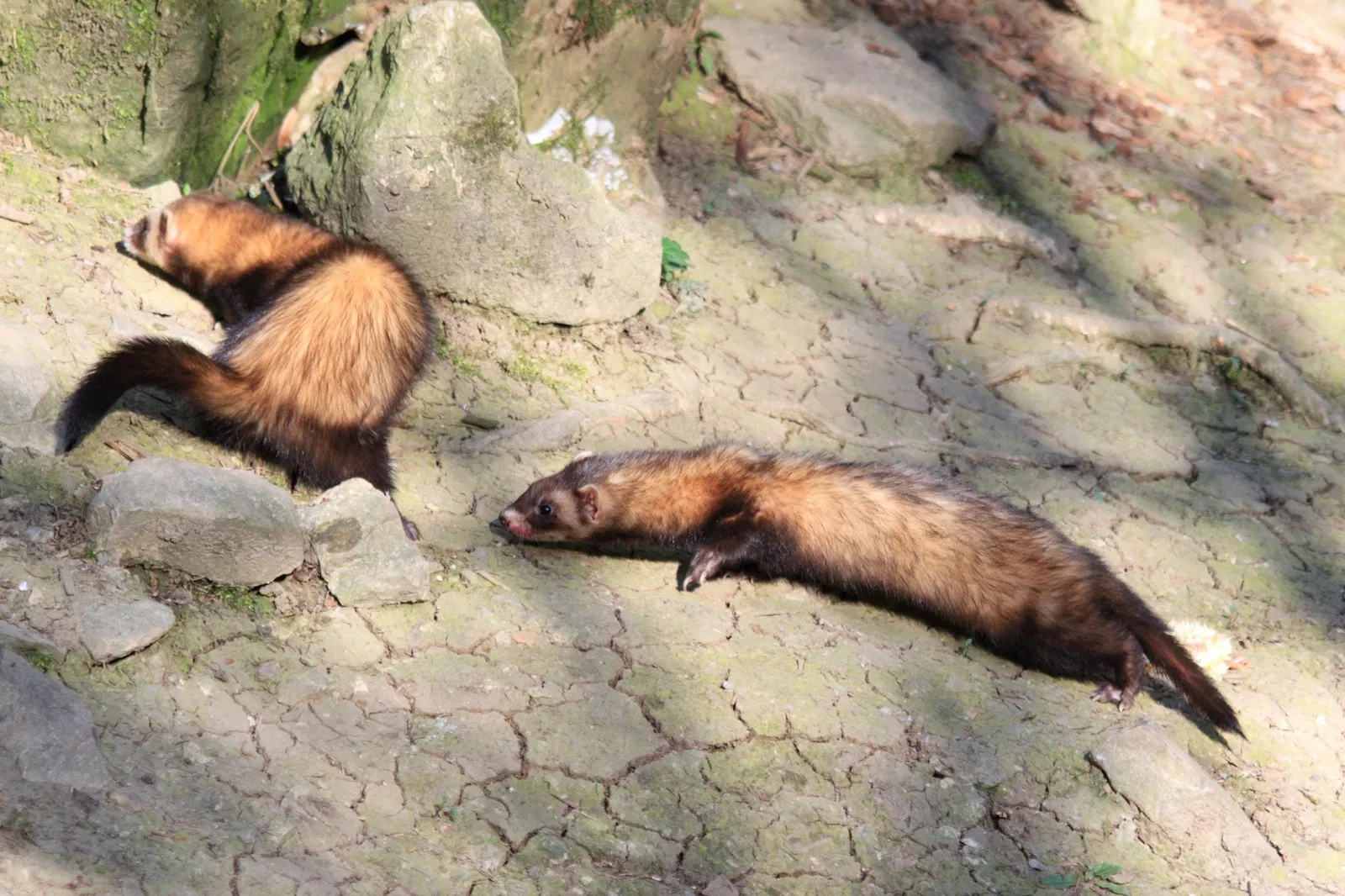 Bad Mergentheim Wildlife Park