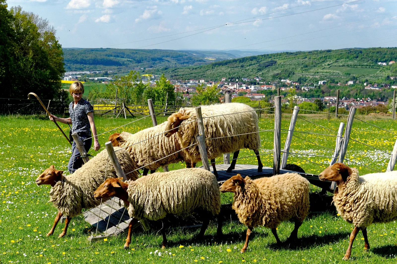 Bad Mergentheim Wildlife Park