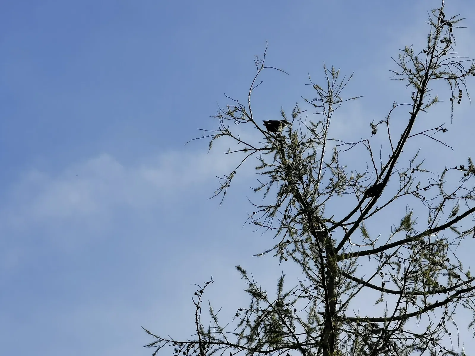 Bad Mergentheim Wildlife Park