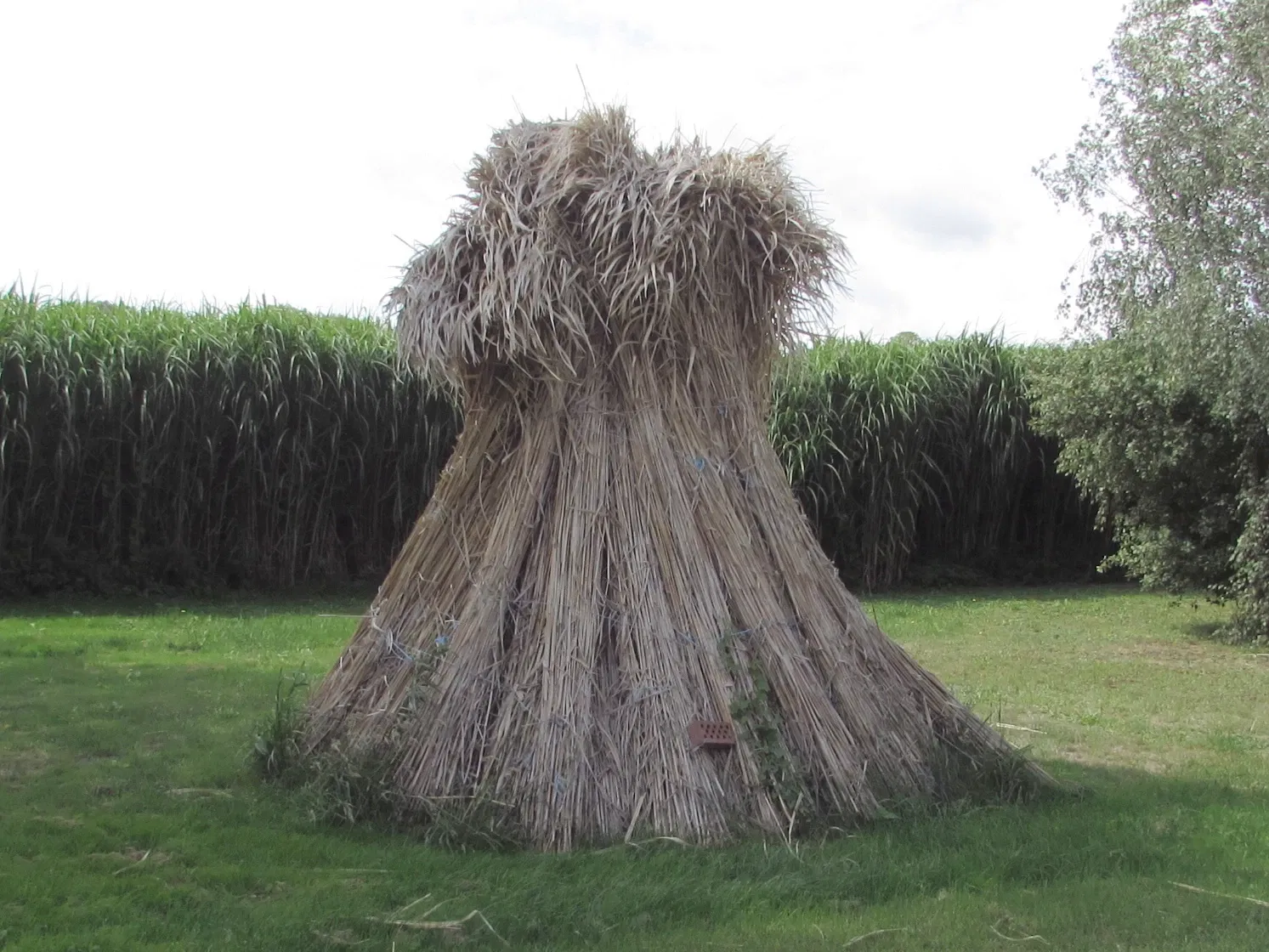 Rohrweberei Pritzerbe