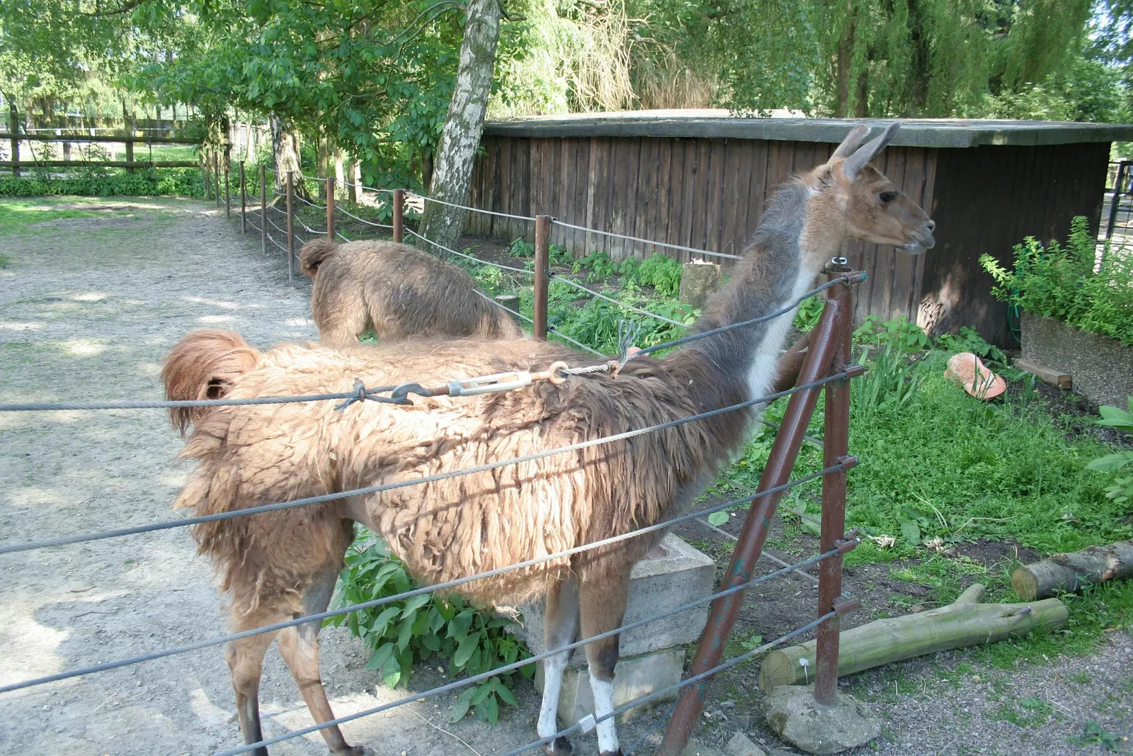 Tierpark Bad Pyrmont
