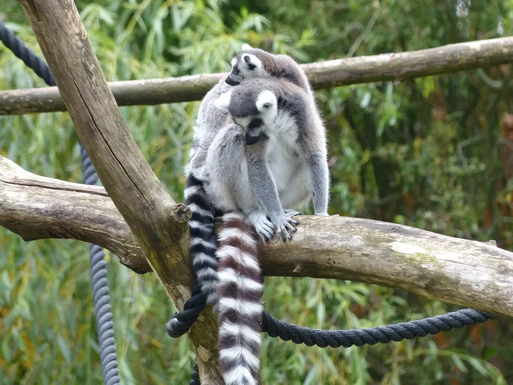 Tierpark Bad Pyrmont