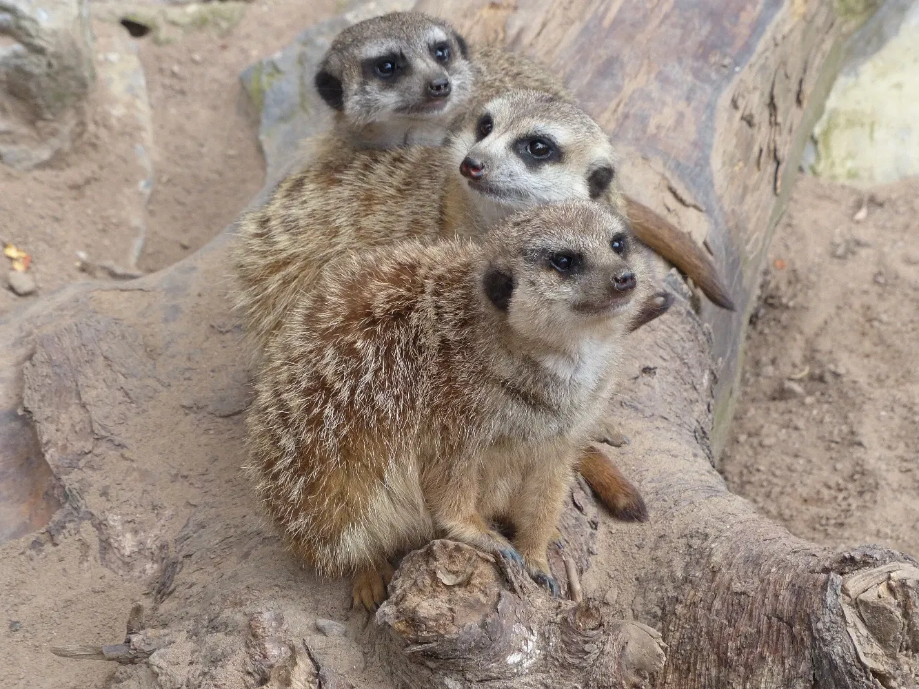 Tierpark Bad Pyrmont